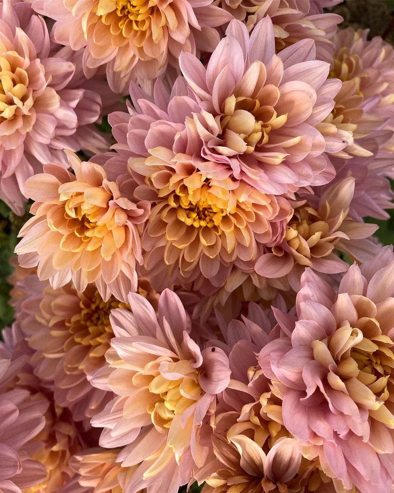 Heirloom Chrysanthemum Rooted Cuttings — Clara Joyce Flowers