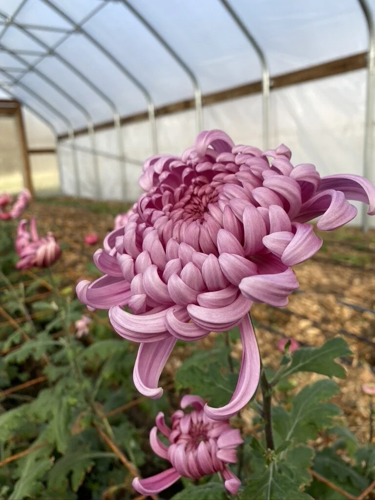 RC Heirloom Chrysanthemum 'Jefferson Park' — Clara Joyce Flowers