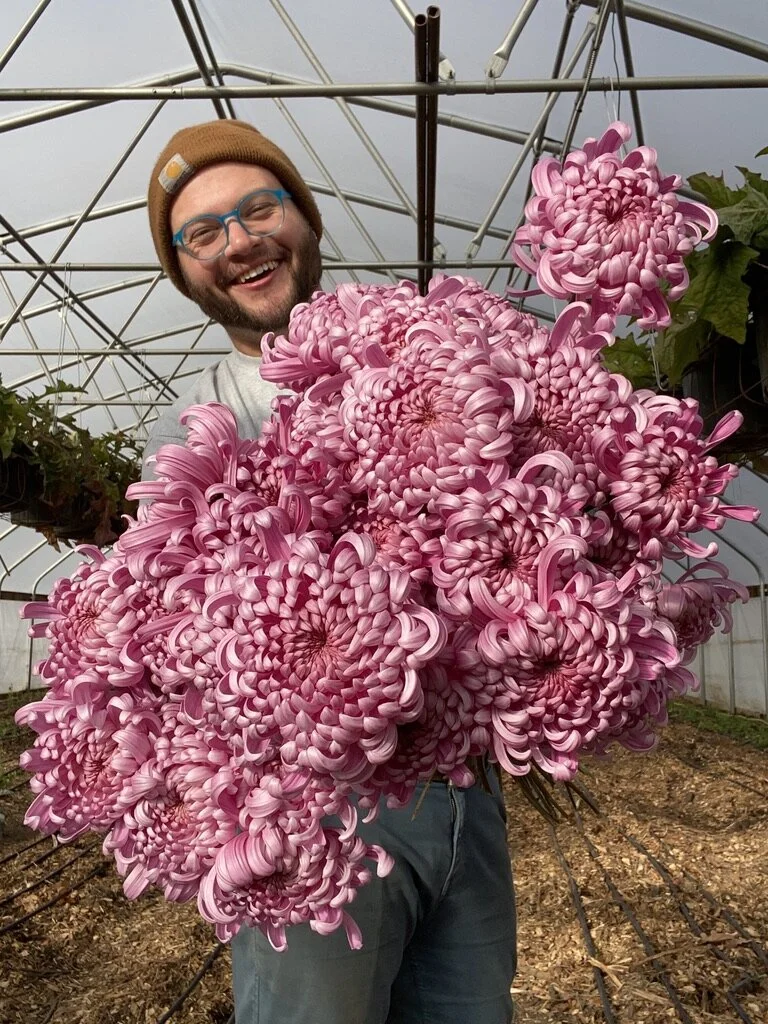 RC Heirloom Chrysanthemum 'Jefferson Park' — Clara Joyce Flowers