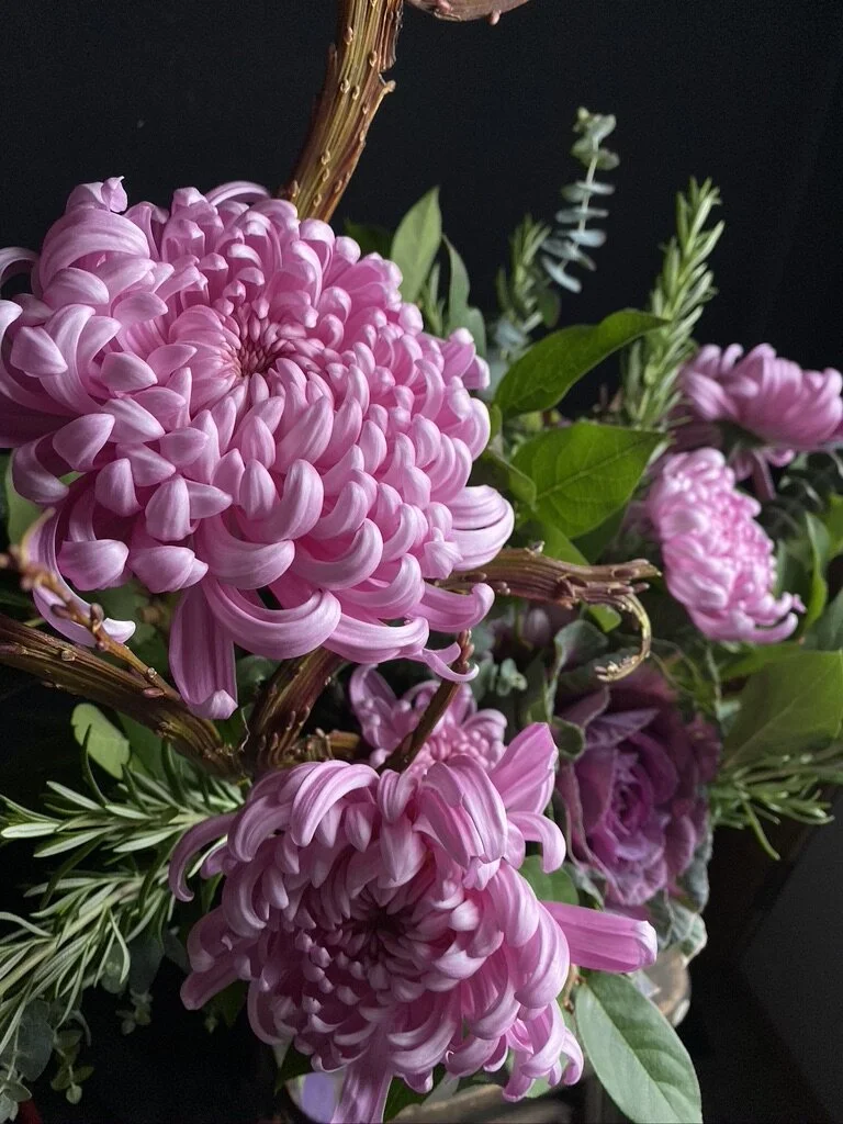 RC Heirloom Chrysanthemum 'Jefferson Park' — Clara Joyce Flowers