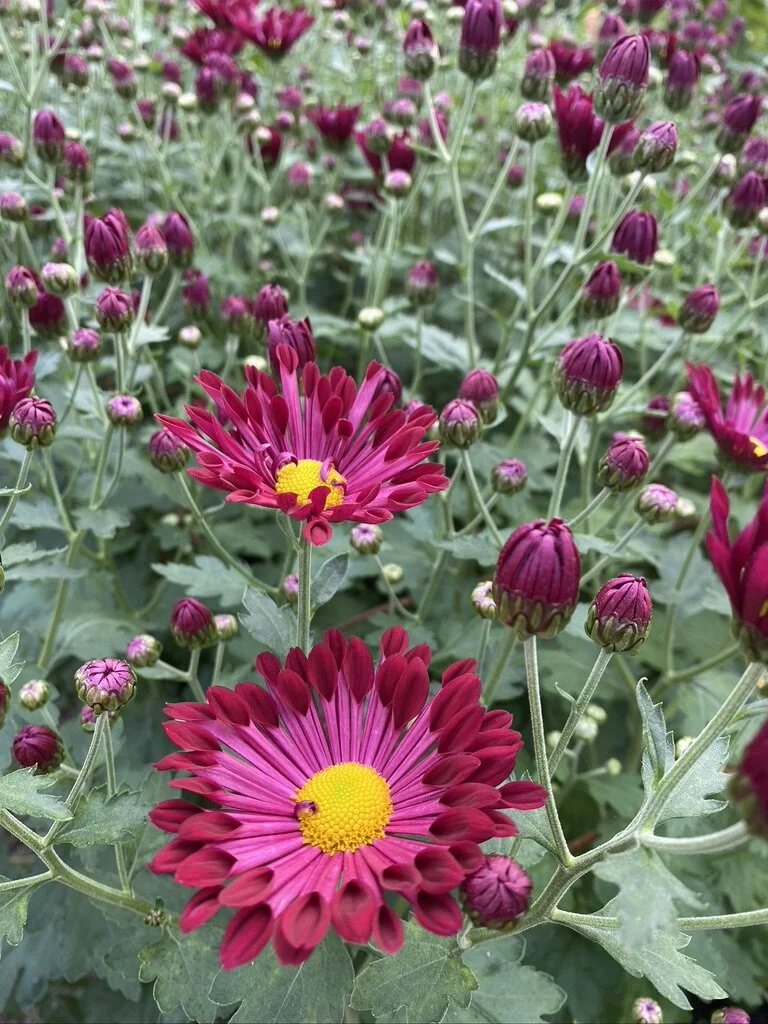 Heirloom Chrysanthemum Rooted Cuttings — Clara Joyce Flowers