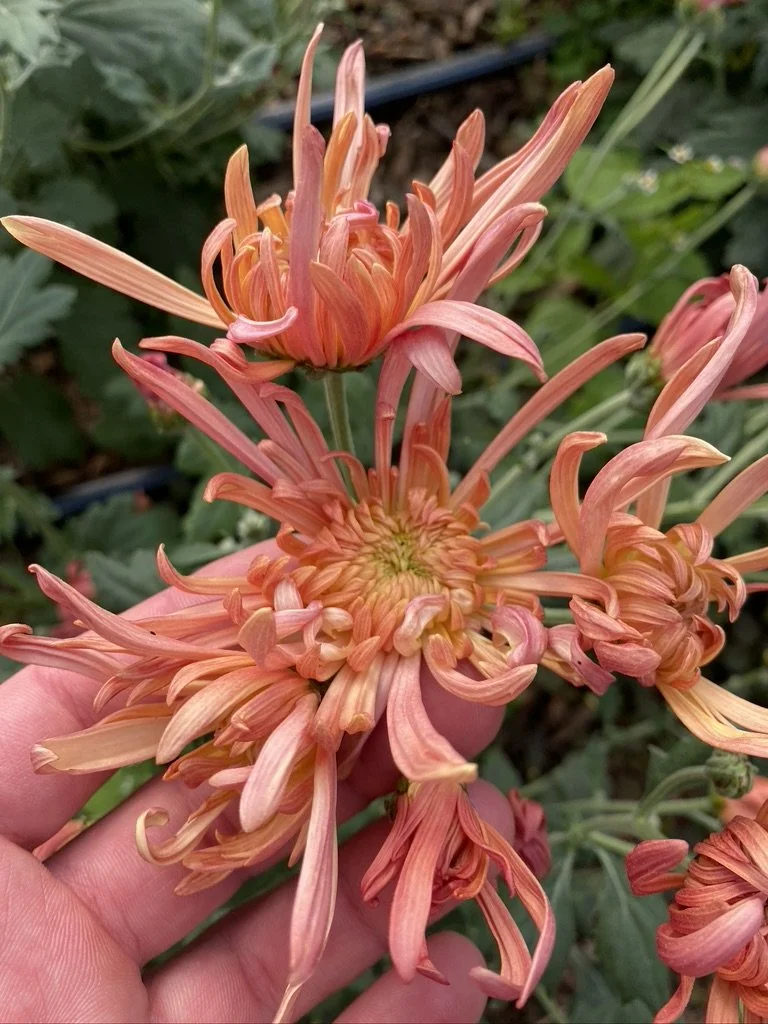 Heirloom Chrysanthemum Rooted Cuttings — Clara Joyce Flowers