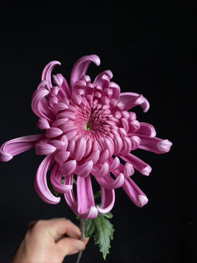 RC Heirloom Chrysanthemum 'Jefferson Park' — Clara Joyce Flowers