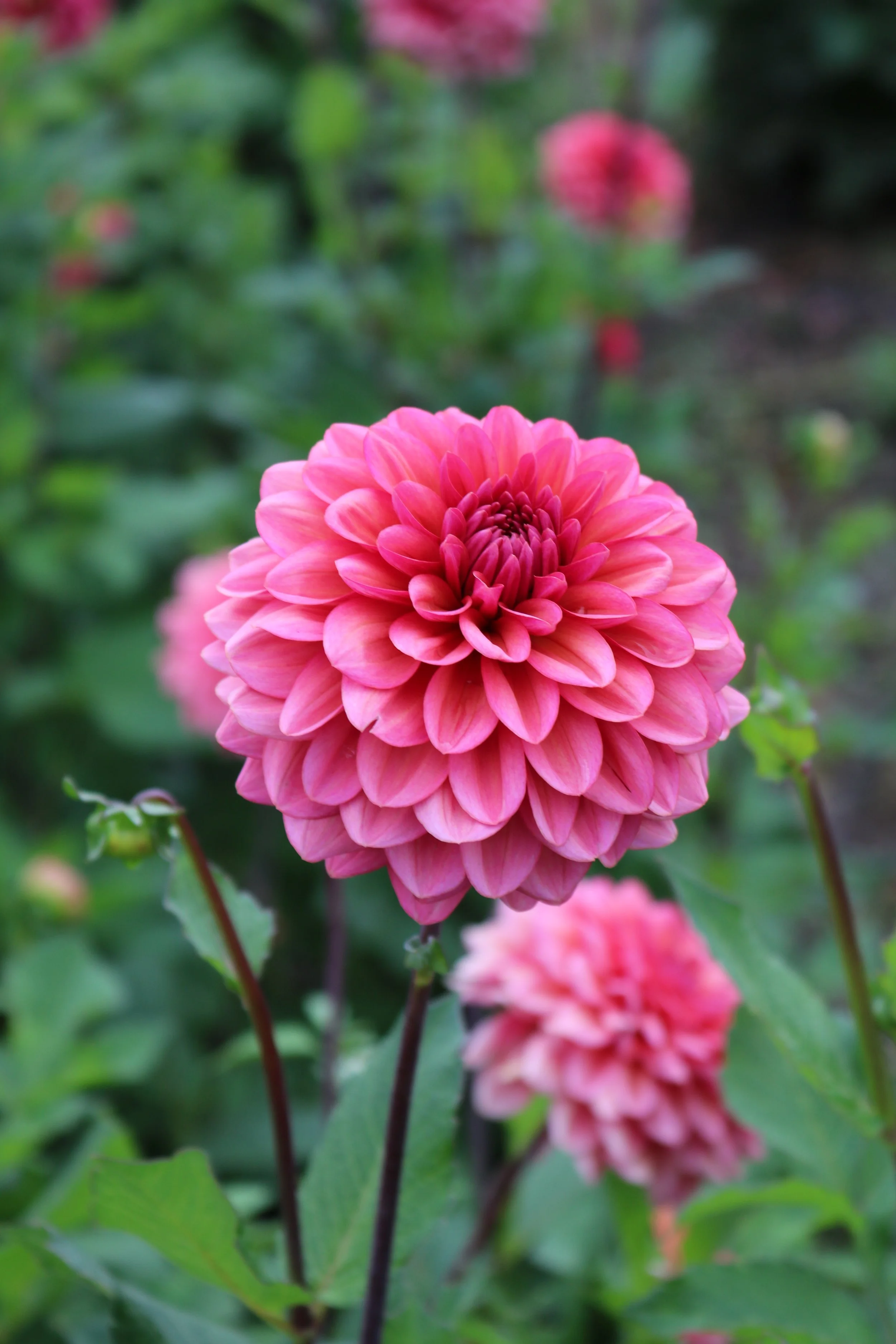 RCDahlia 'Salmon Runner' — Clara Joyce Flowers
