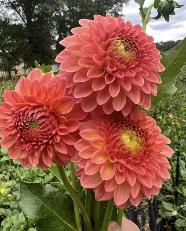 RCDahlia 'Hillcrest Suffusion' — Clara Joyce Flowers