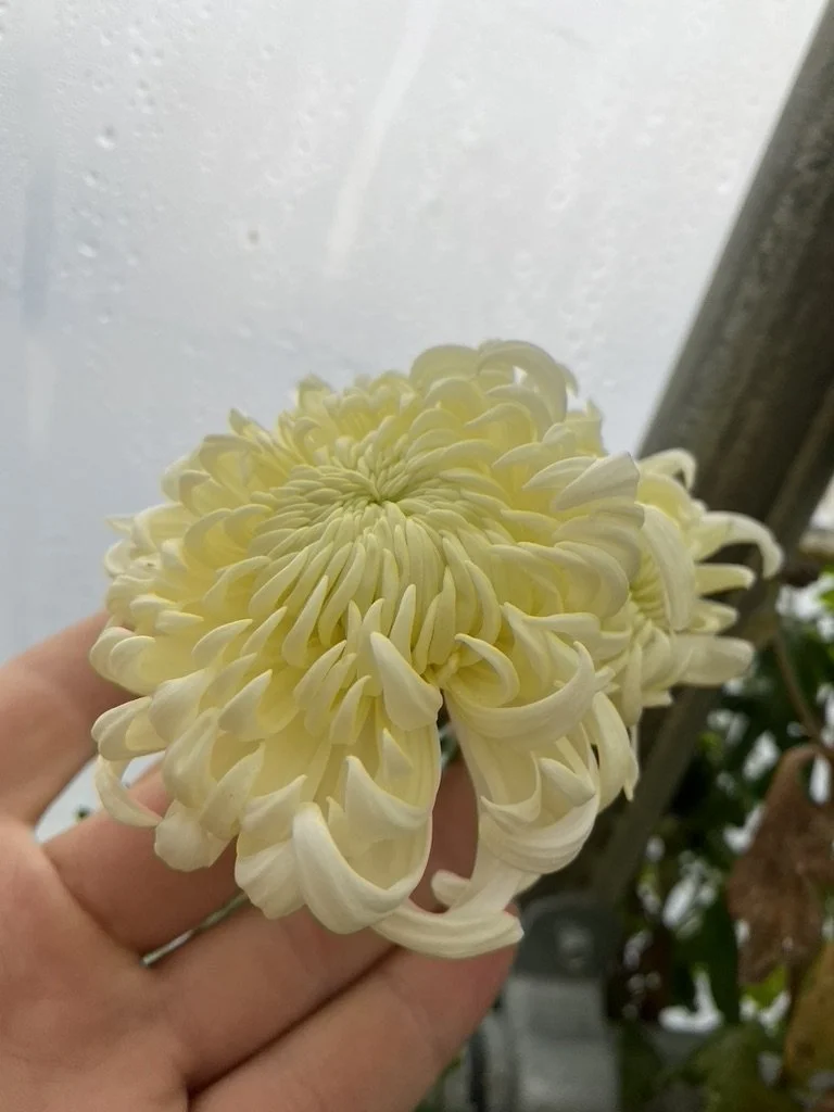 Heirloom Chrysanthemum Rooted Cuttings — Clara Joyce Flowers