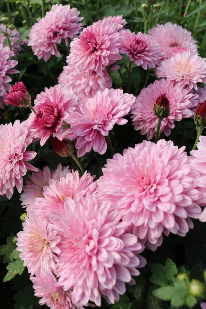 Heirloom Chrysanthemum Rooted Cuttings — Clara Joyce Flowers