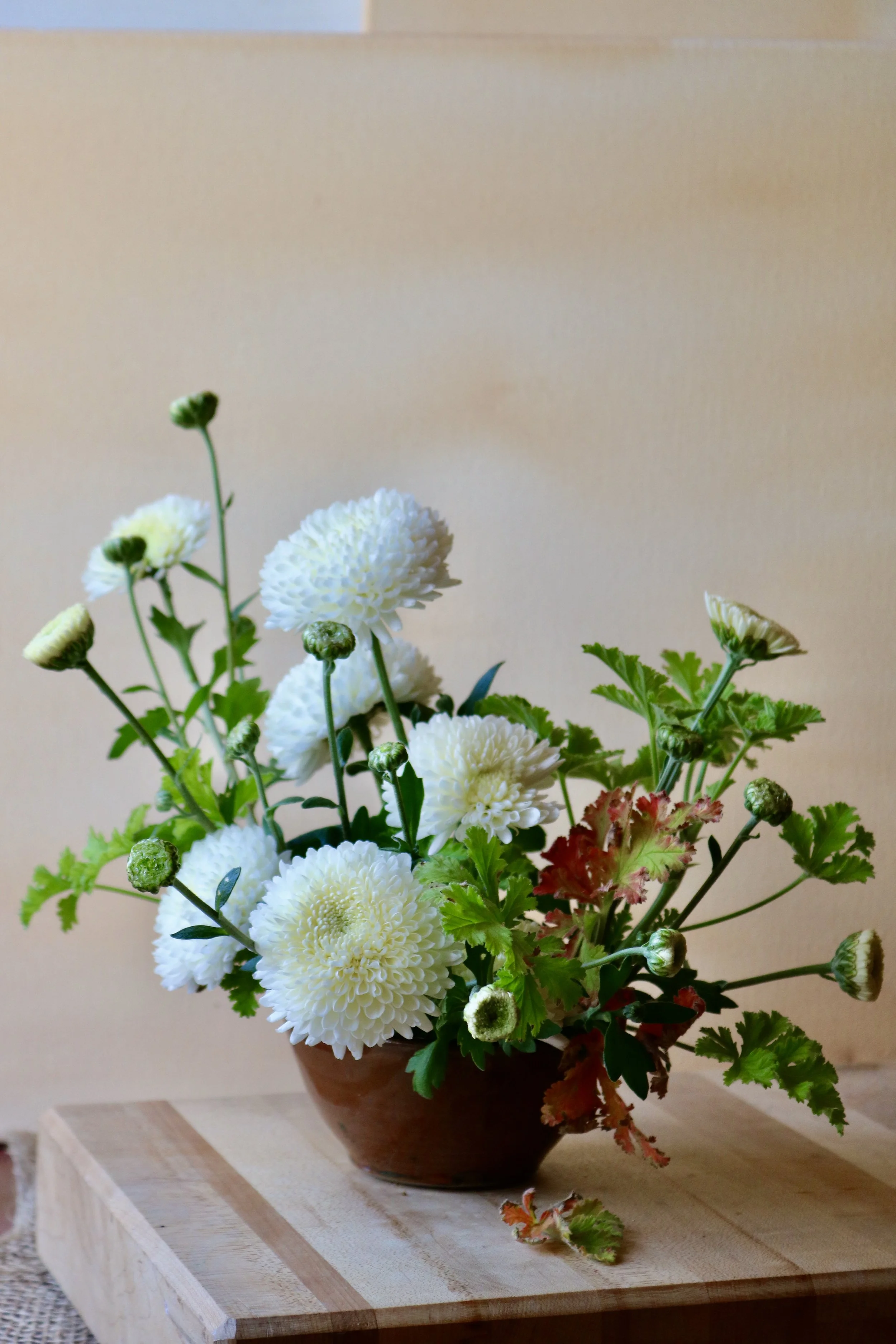Heirloom Chrysanthemum Rooted Cuttings — Clara Joyce Flowers