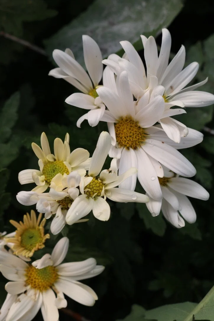 Heirloom Chrysanthemum Rooted Cuttings — Clara Joyce Flowers