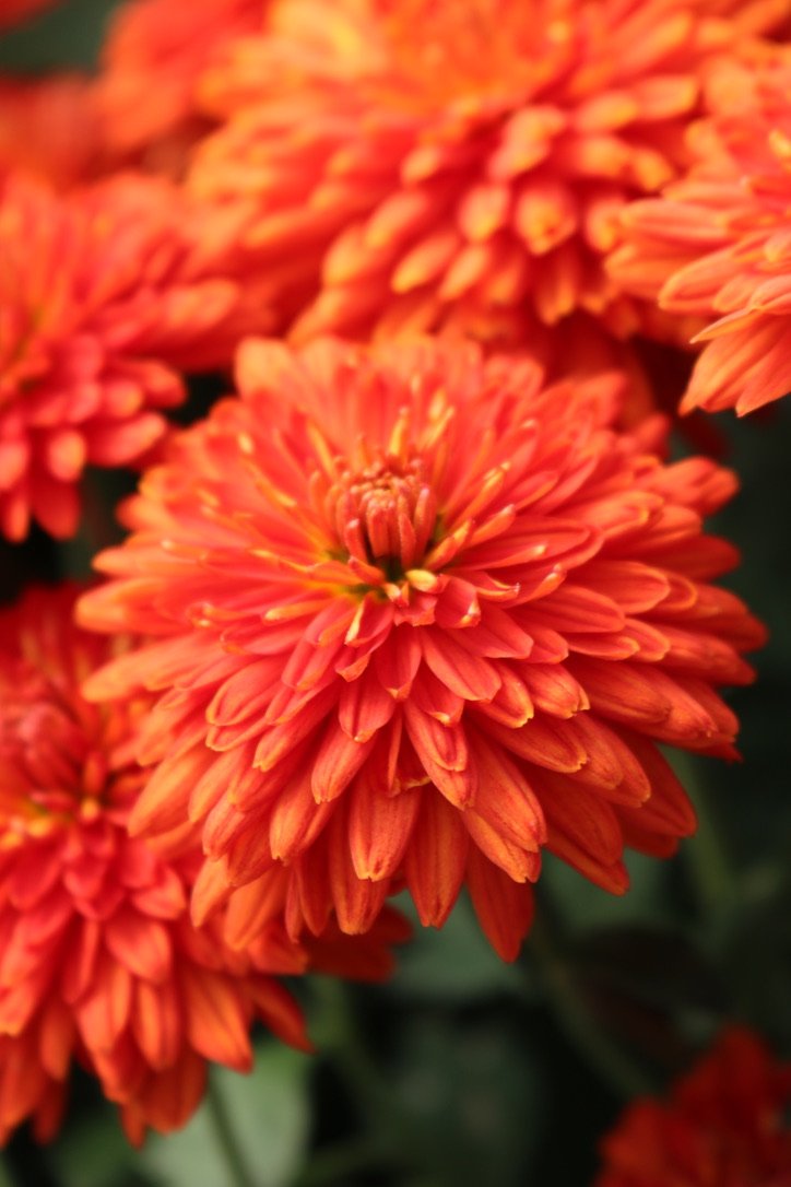 RC Heirloom Chrysanthemum 'Harvest Dawn' — Clara Joyce Flowers