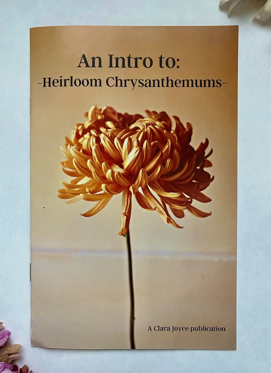 An Intro to Heirloom Chrysanthemums — Clara Joyce Flowers