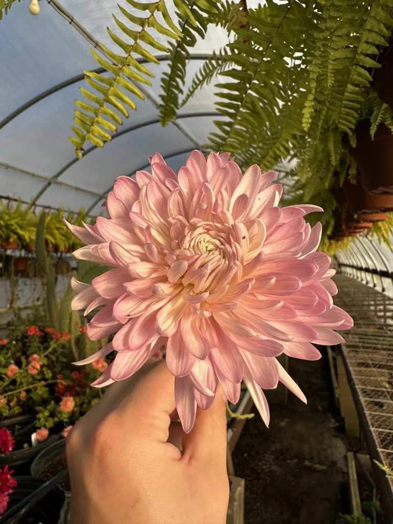 RC Heirloom Chrysanthemum 'Savanna Charlton' — Clara Joyce Flowers