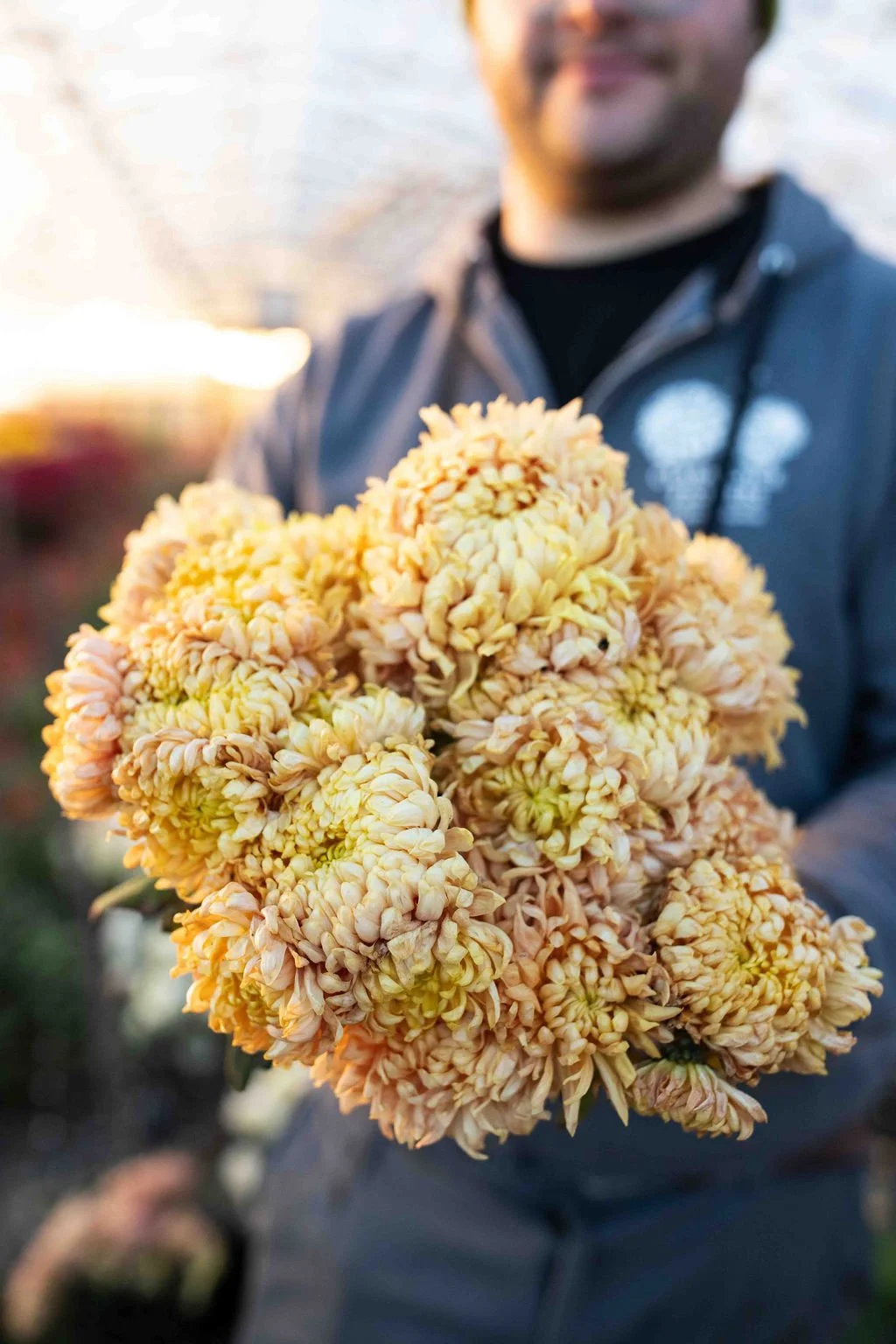 Heirloom Chrysanthemum Rooted Cuttings — Clara Joyce Flowers
