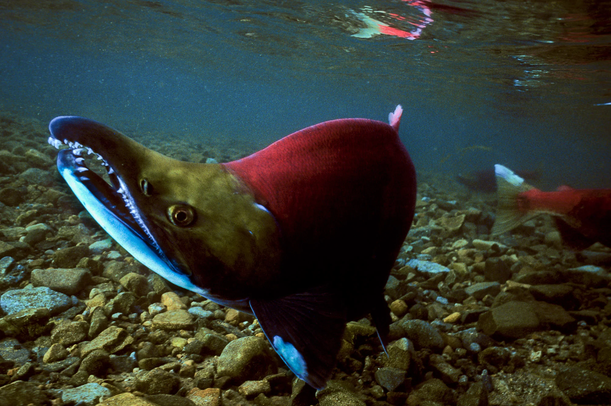 salmon-10.jpg