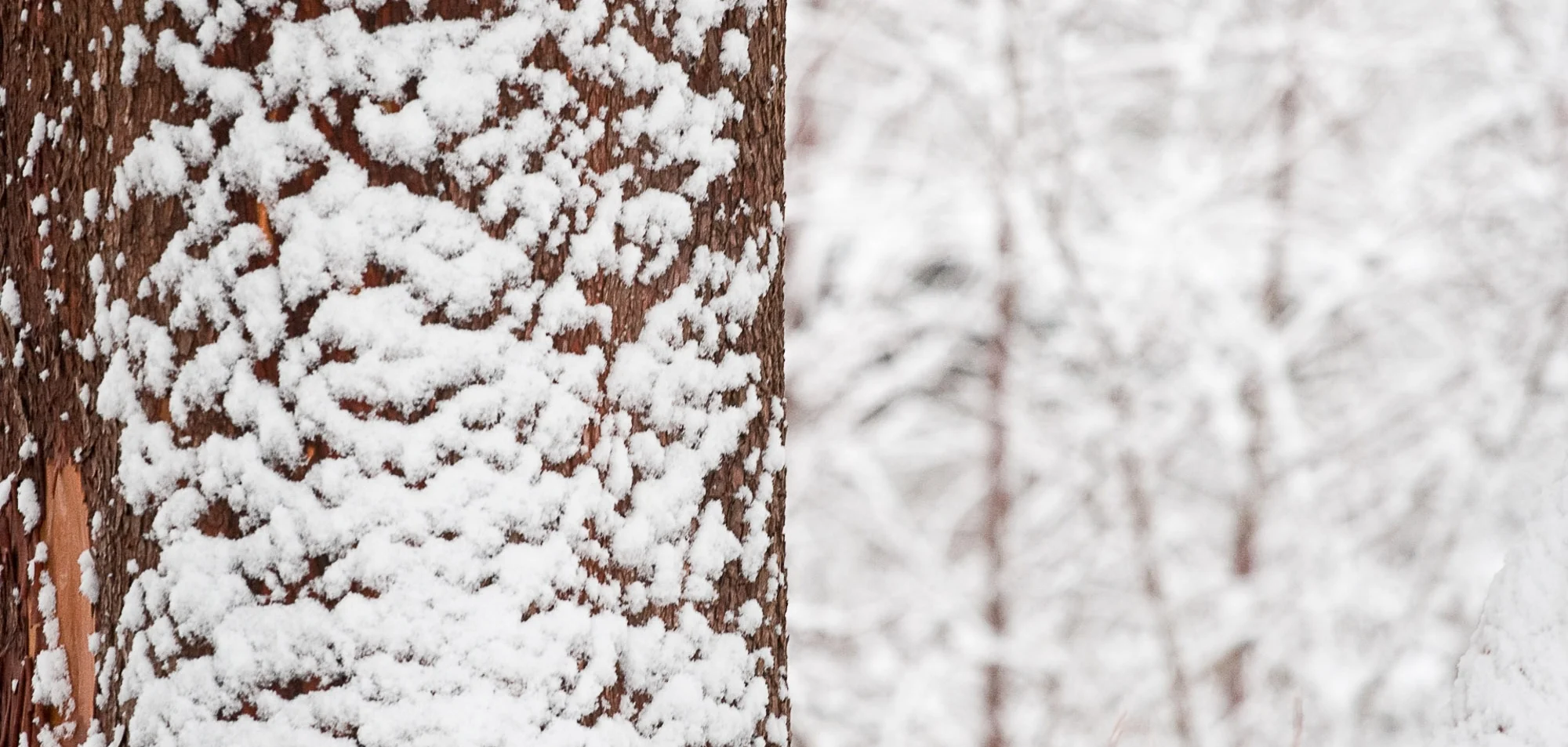 Fobes-snow_46v2art.jpg