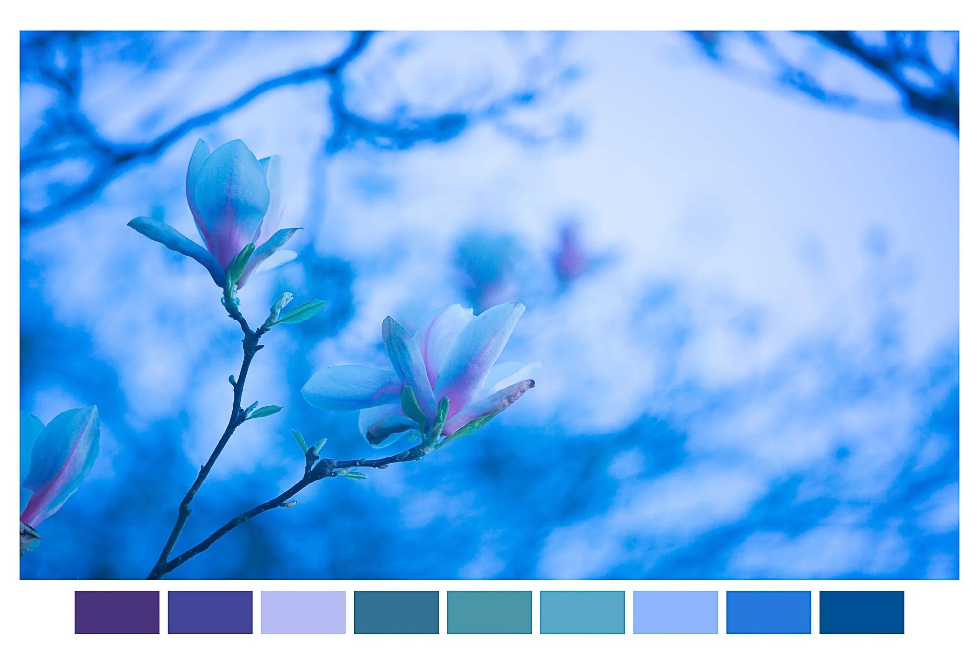 Fobes-tuliptree-1art.jpg