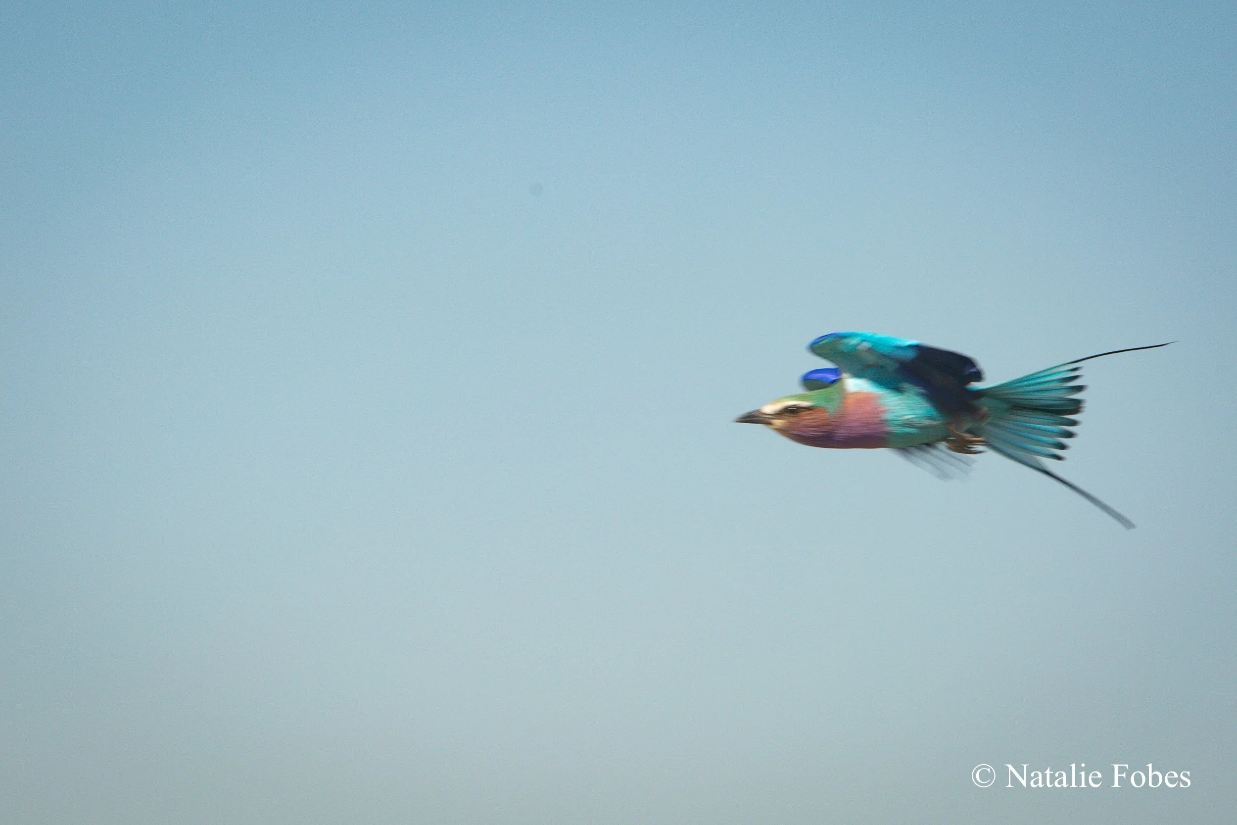 copyrightNatalieFobes-SafariSelects-0717.jpg