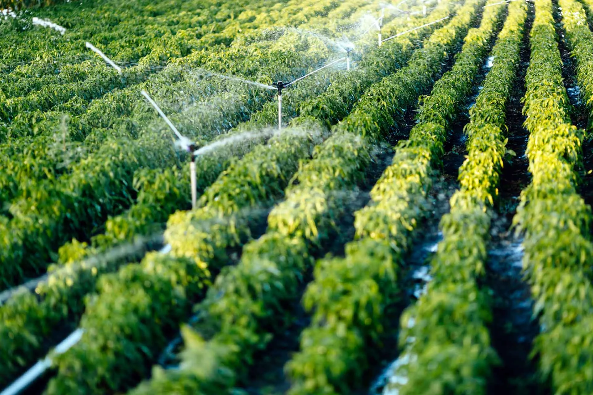 close-up-of-irrigation-system-watering-crops.jpg