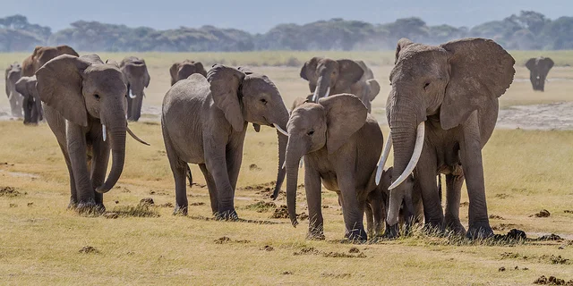 Ban on ivory sales