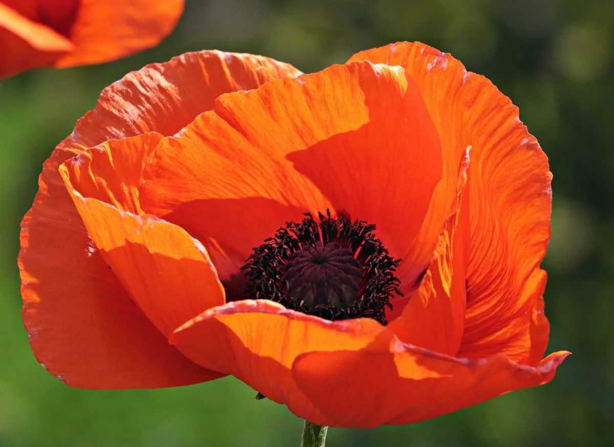 Remembrance Sunday &amp; White Poppies