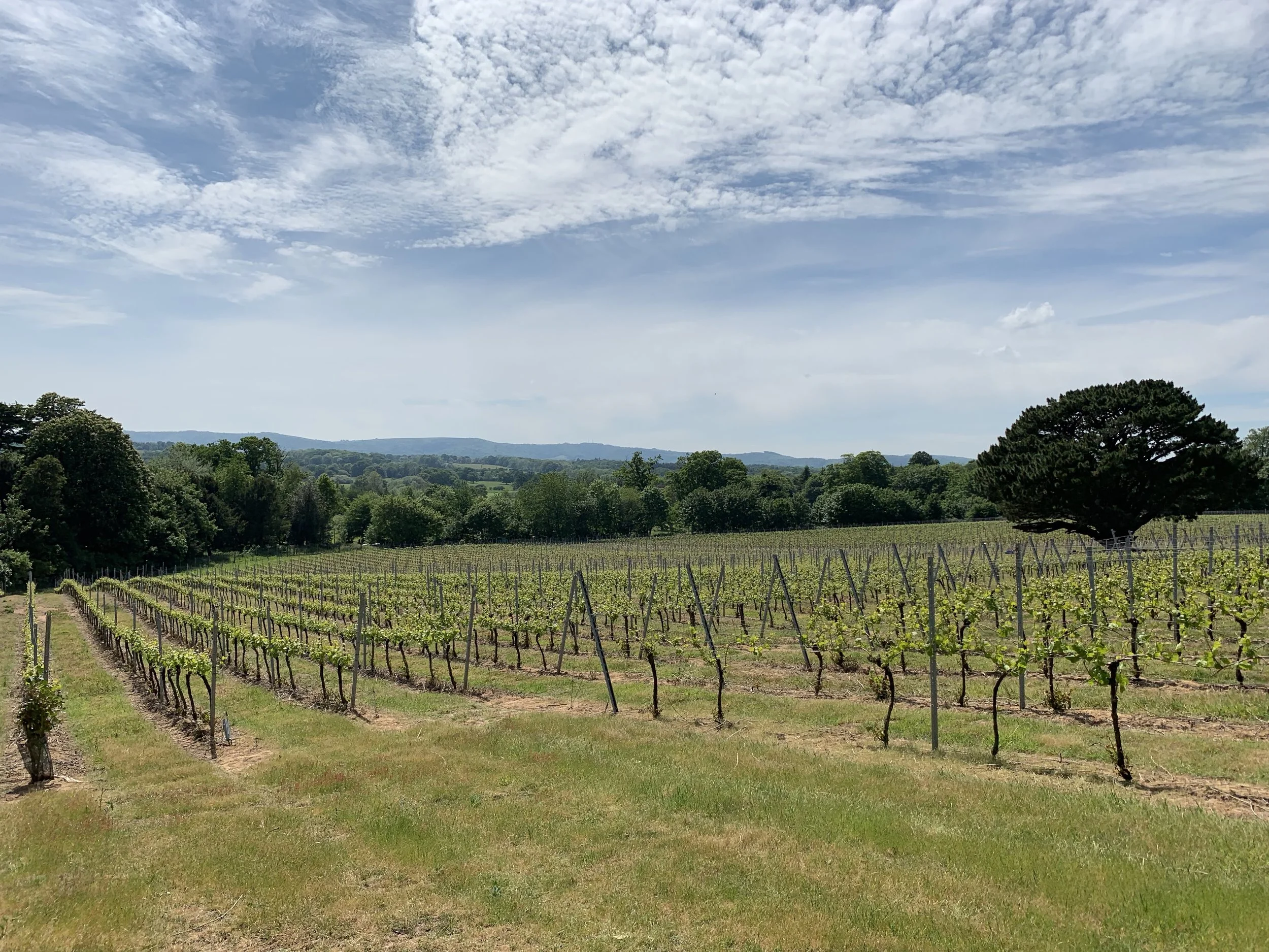 Celebrating English Wine Week 