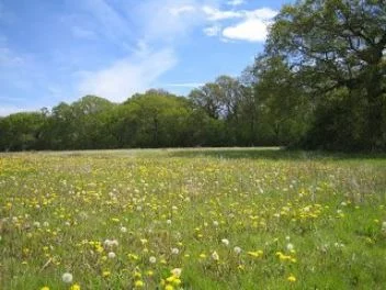 Nick raises concerns with Mid Sussex District Council over Hassocks housing