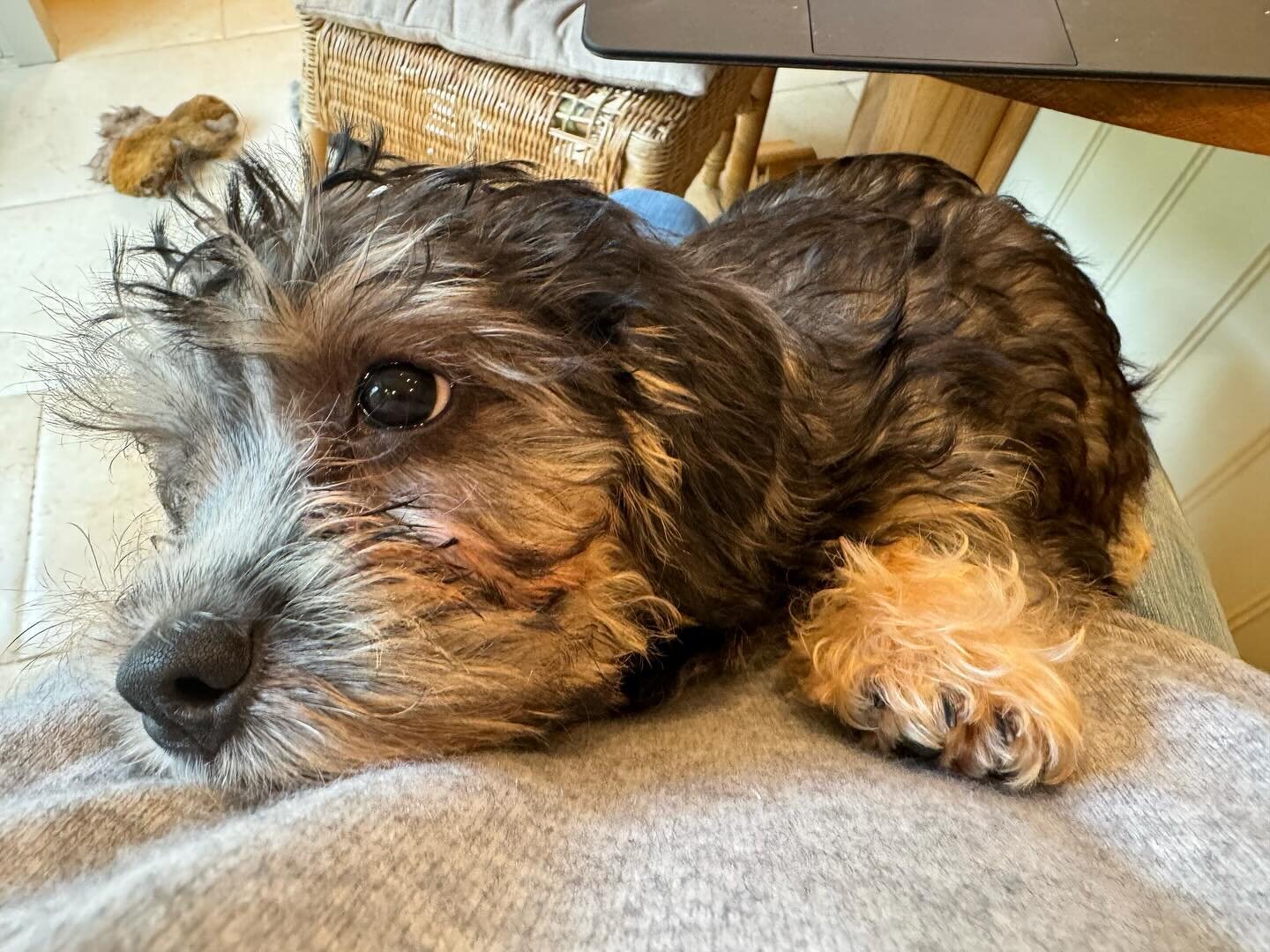 Latest addition to family &mdash; Dora #dandiedinmontterrier #dandiedinmont