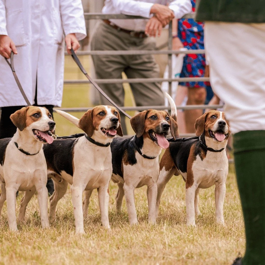 Hunts must act to change public and political perception