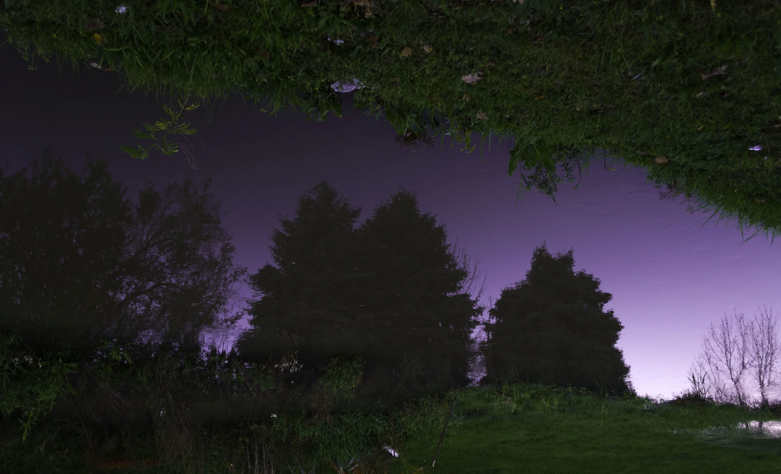 Upside Purple