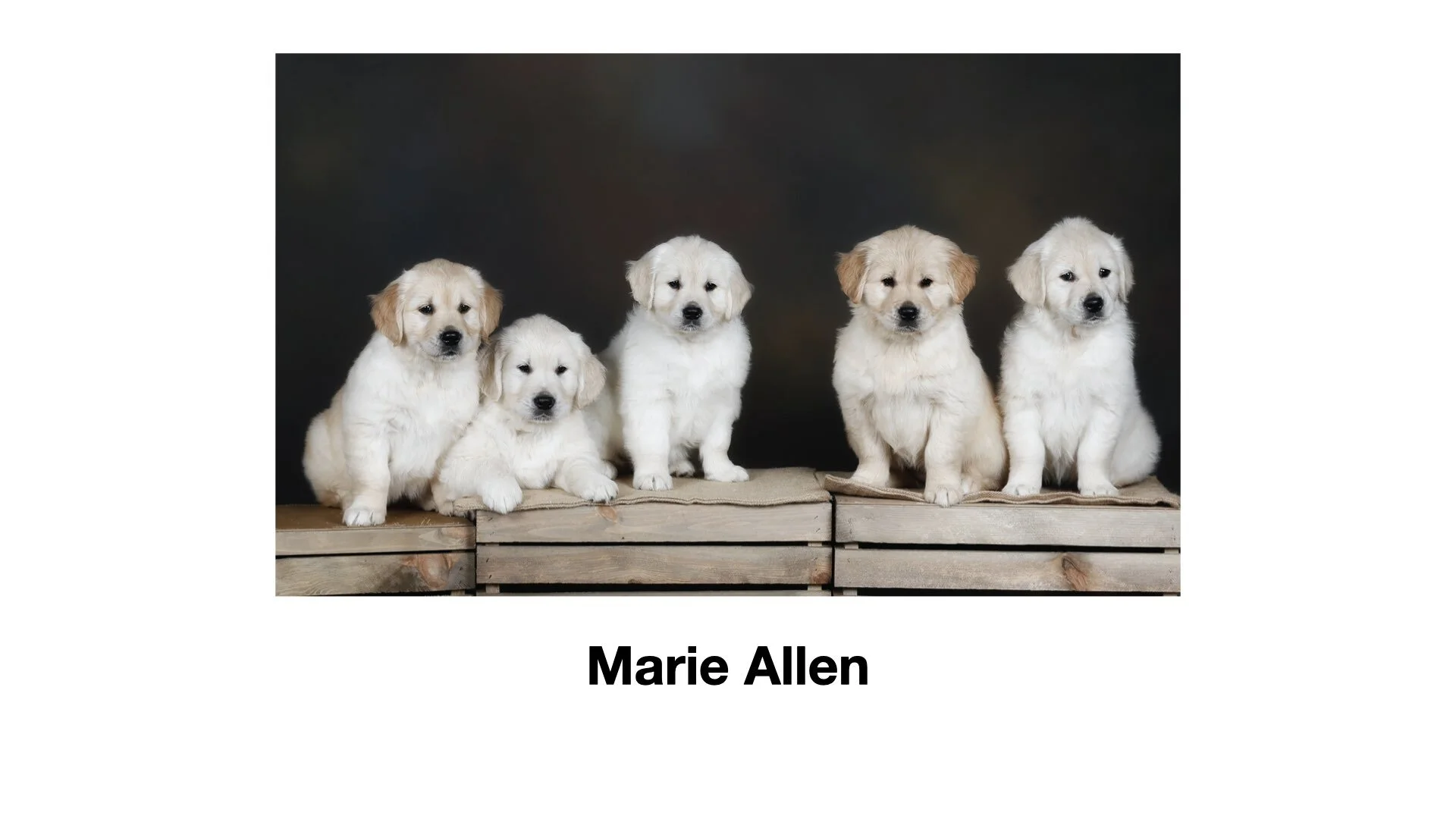 PPANI_2021_Award Script.116.jpeg