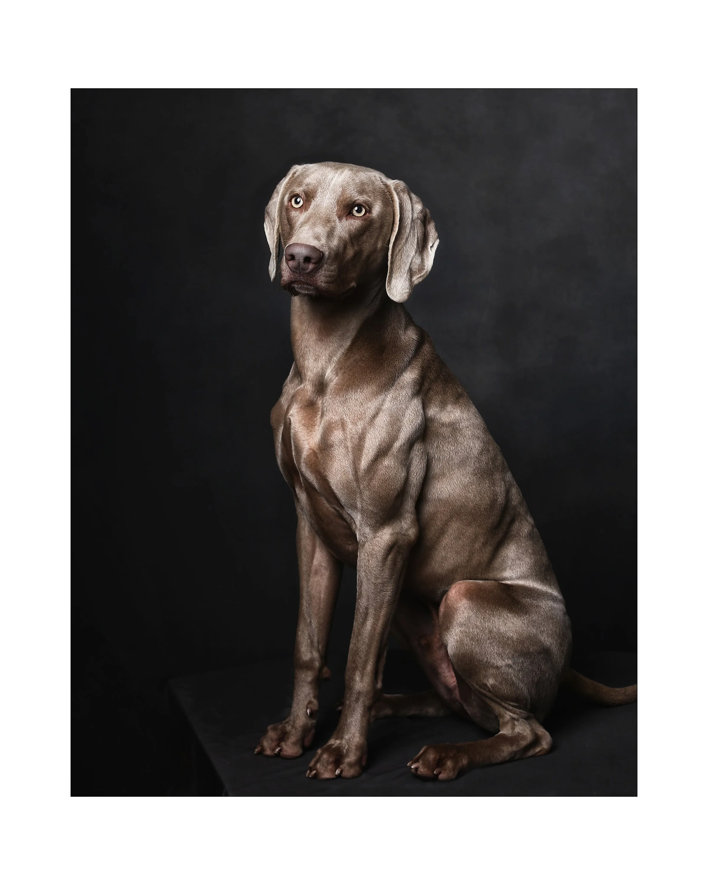 Portrait_pets_0001_01 Marie Allen.jpg