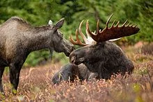 In honor of the other type of “mousse",” here are some fun moose facts .