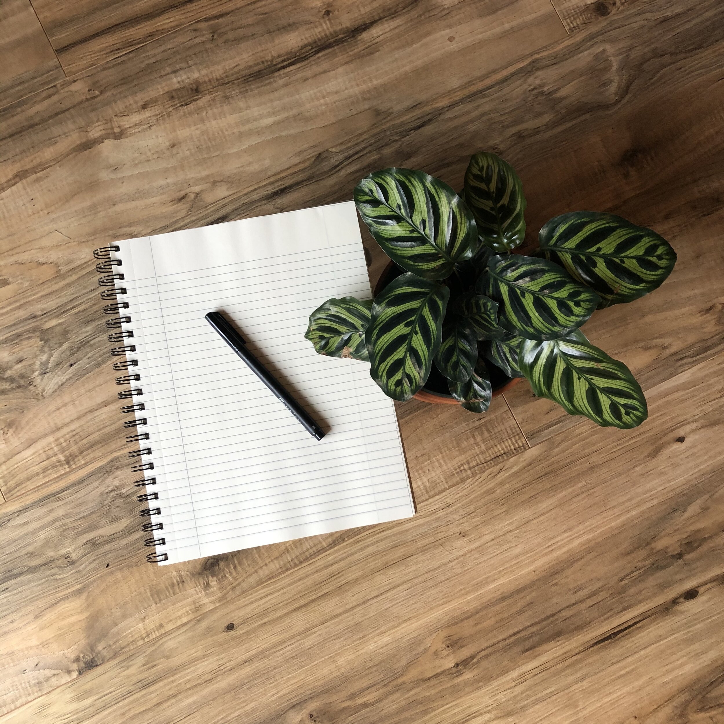 New notebook, new calathea plant, new me?