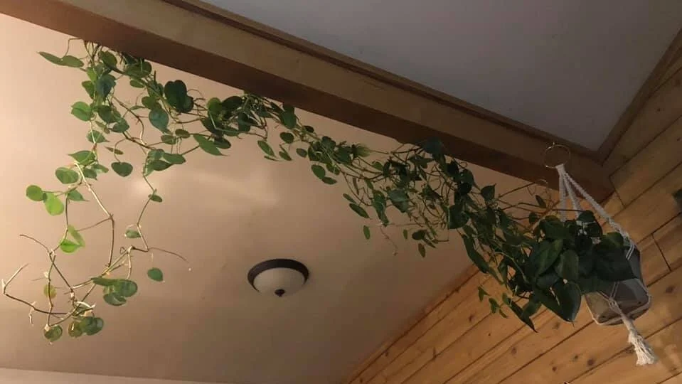 My gigantic, happy philodendron.