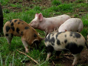 pig.jpg