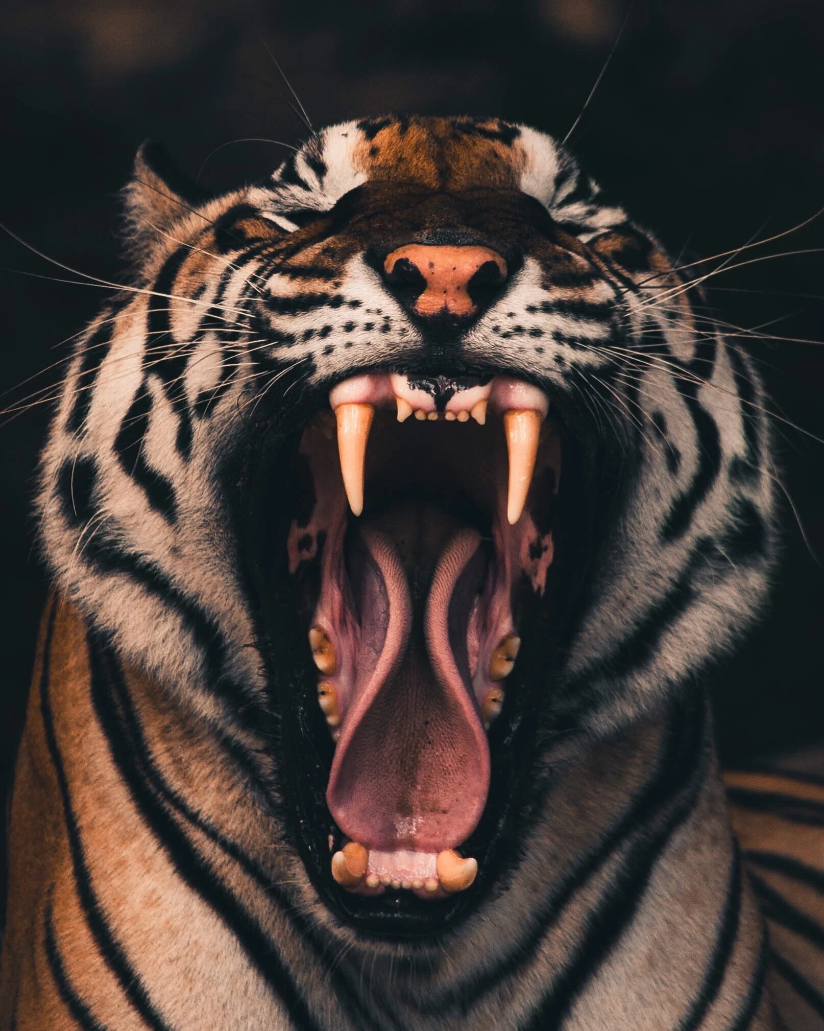 AfterlightImage 2.JPG