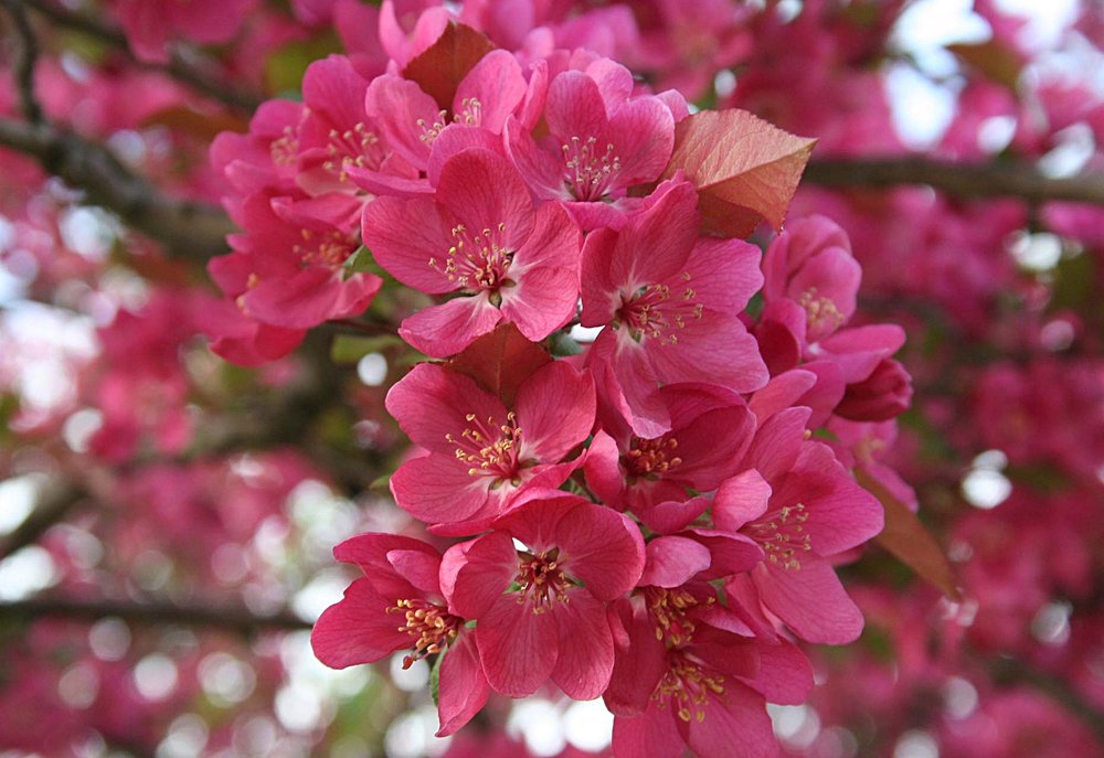 Recopilación imagen 200 flores de cherry blossom