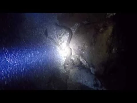 Wreck of the Keystorm @ Night with eel (Copy)