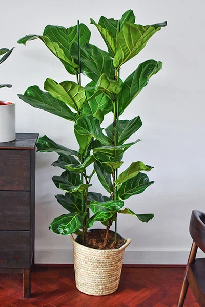 House Plants always brighten up a Home!
