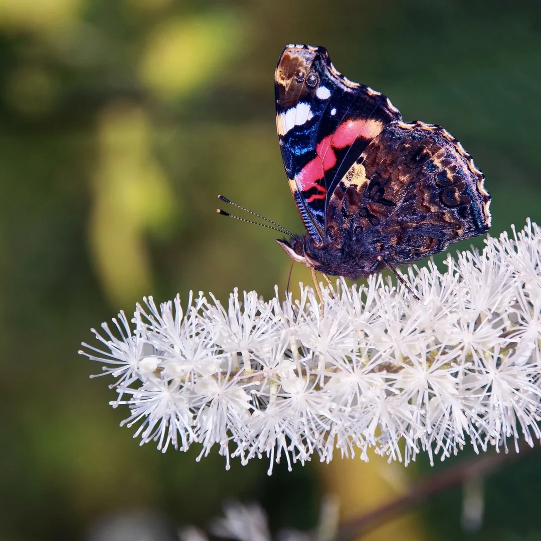 butterfly.jpg