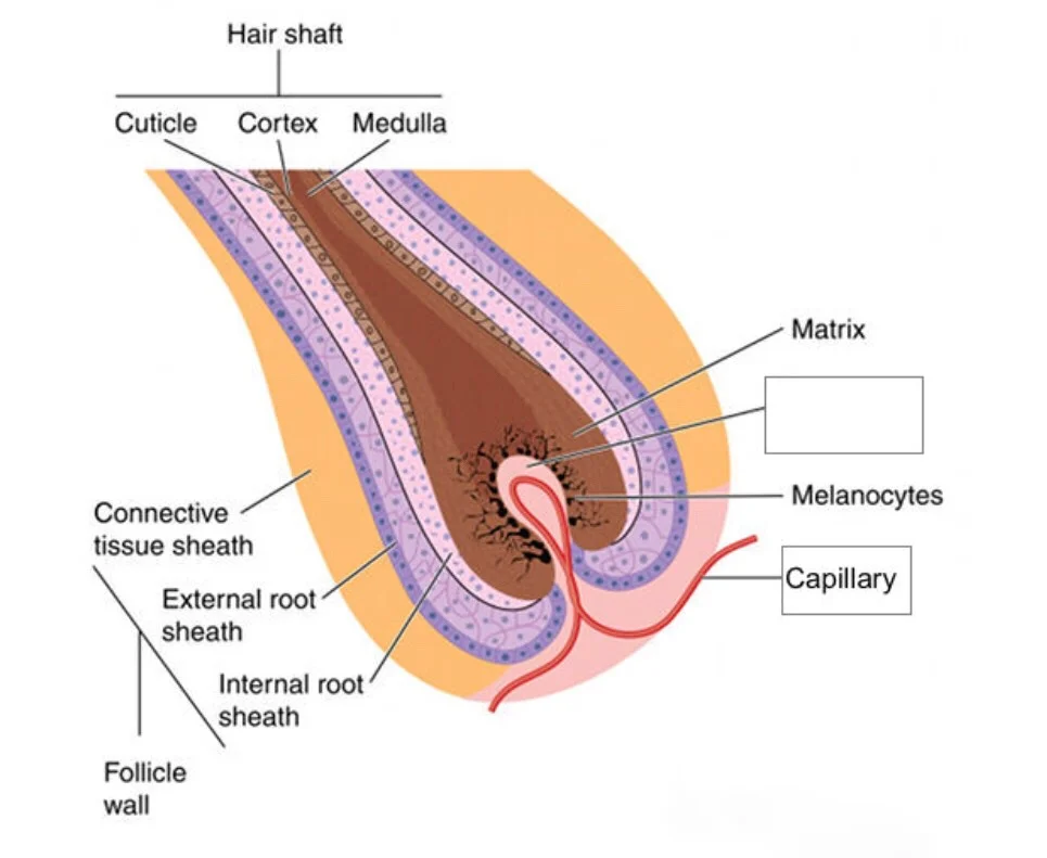 Hair is formed from hair follicles. The lower part consists of hair papilla, hair matrix, hair shaft, inner sheath and outer root sheath. The hair papilla is the source of hair growth and consists of a number of blood tissues and cells. The matrix wraps around the papilla and provides access for the capillaries with nutrients. Improvement of blood circulation in the scalp can have a very close relationship with healthy hair and a blood circulation disorder caused by the compression of the capillaries is one of the causes of hair loss. (Kim, NH M.S. Daeguhanny University; 2009).