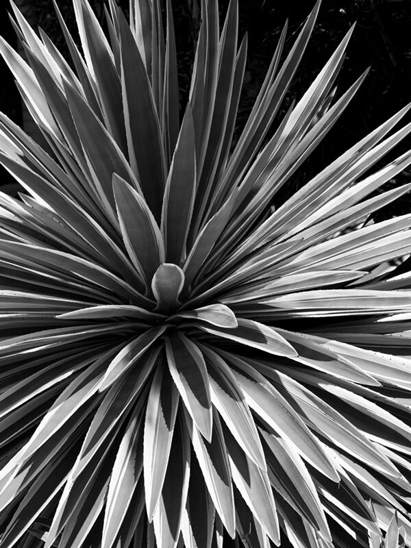 08_STG_4148-B&W-copy-web.jpg