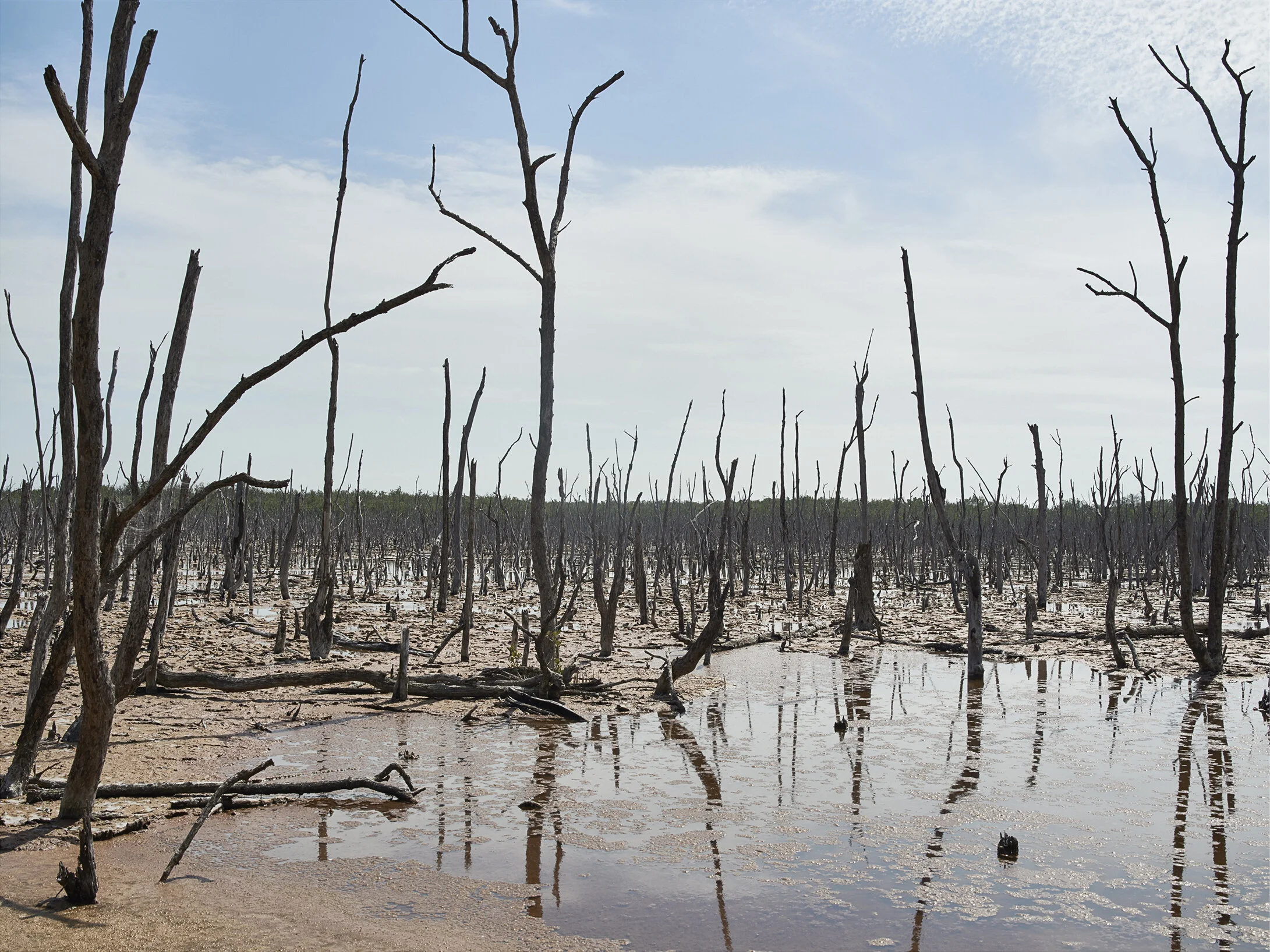 01_Level 11 Everglades 40 x 30.jpg
