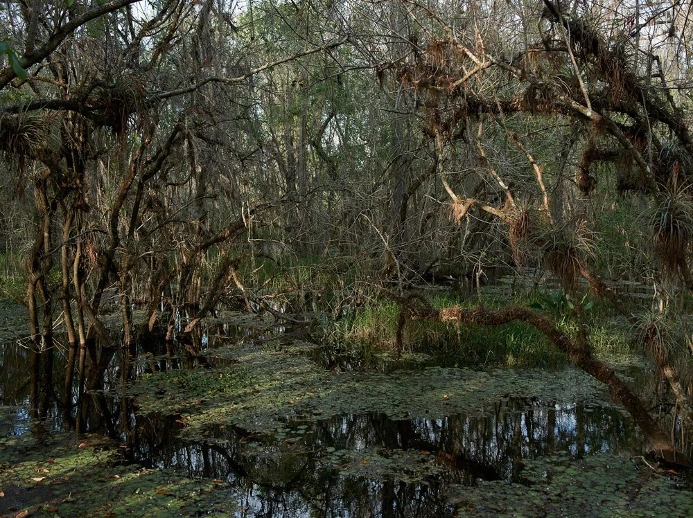 Level-11-Everglades-20-x-30.jpg