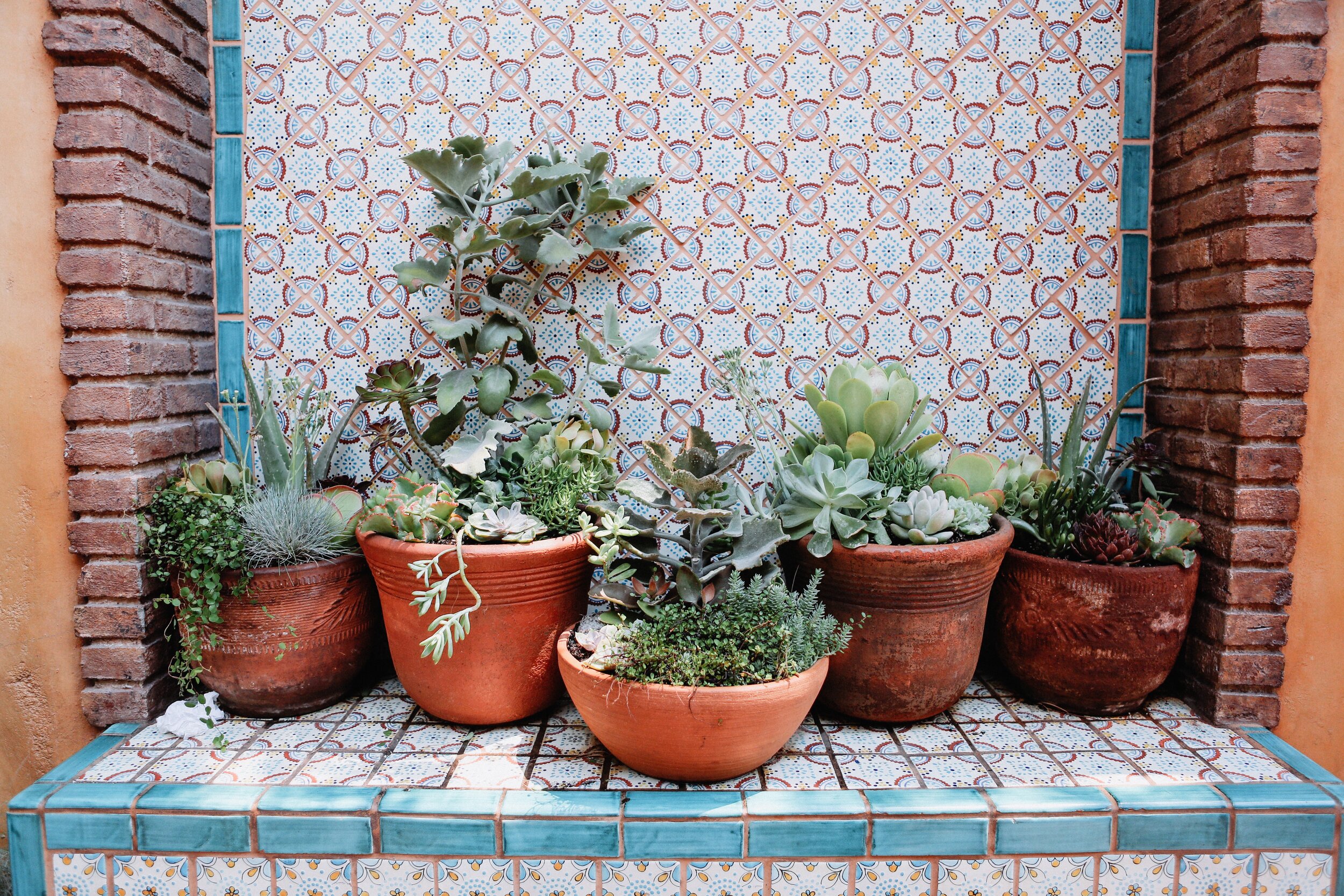 a-variety-of-potted-succulents-in-an-outdoor-patio-garden_t20_8le8bV.jpg