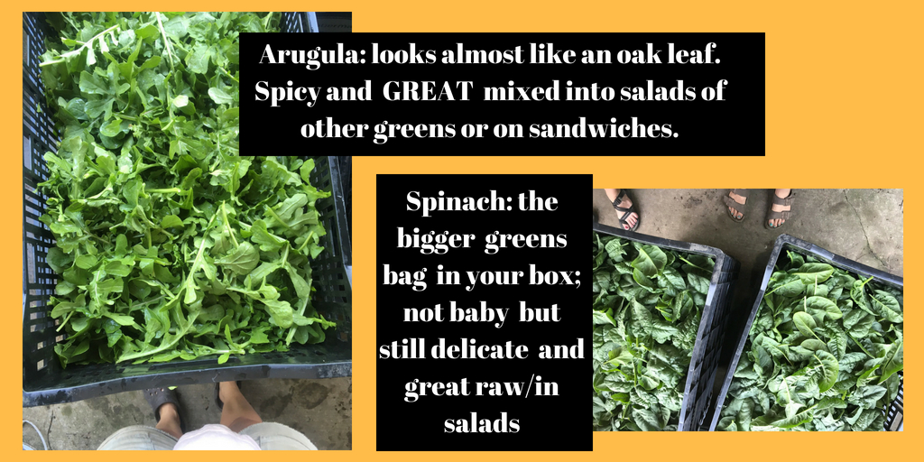 Arugula_ looks almost like an oak leaf. Spicy and GREAT mixed into salads of other greens or on sandwiches..jpg