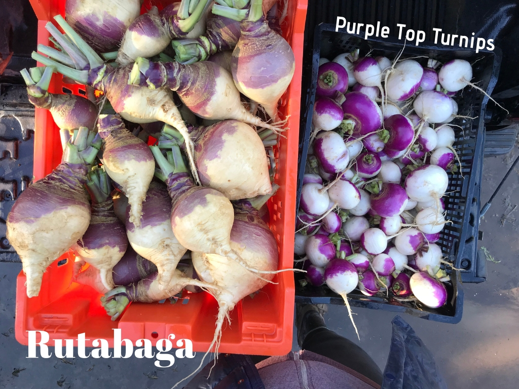 Rutabaga.jpg