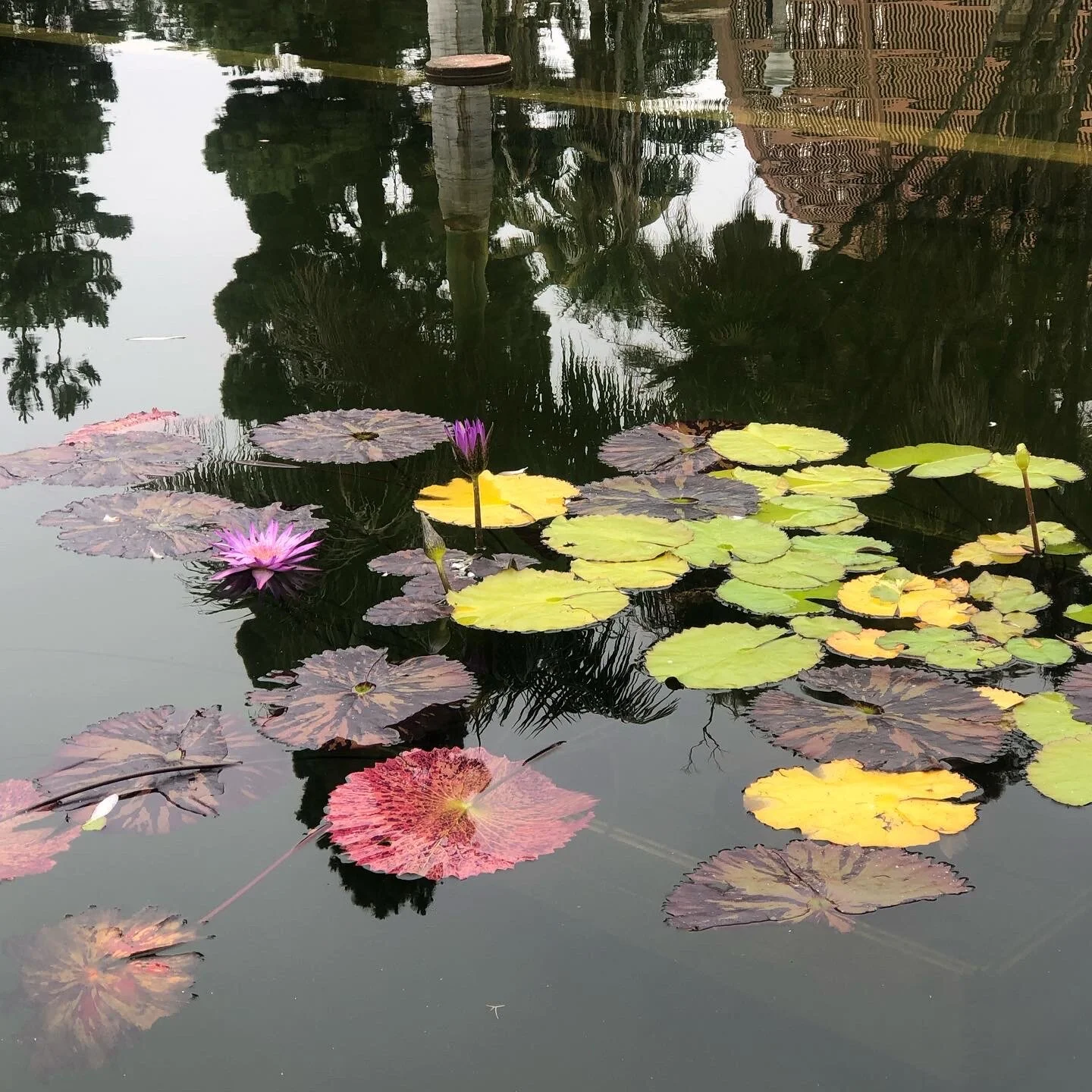 Water Lilies and Lotus Flowers