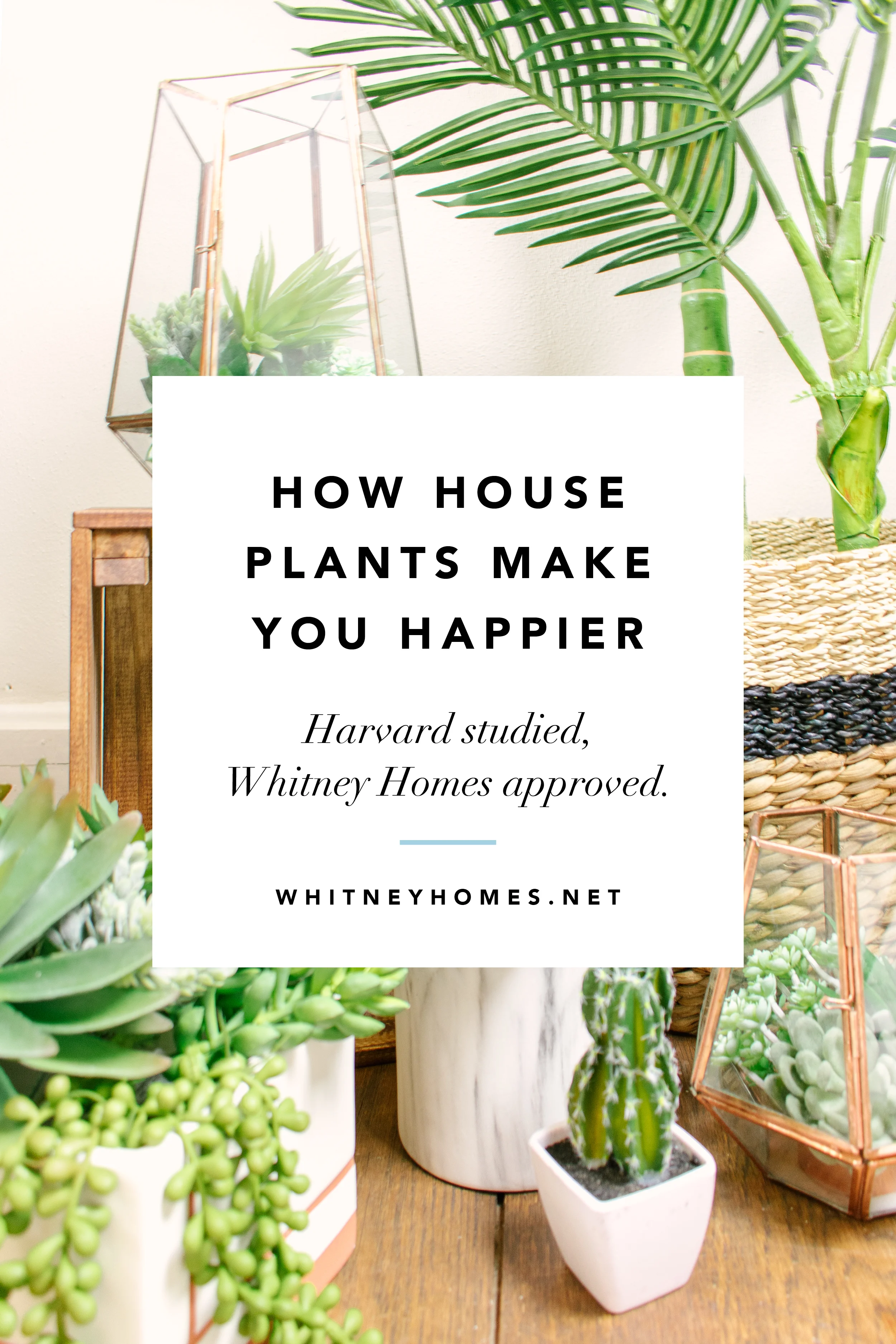 WH_Plants-Happy10.jpg