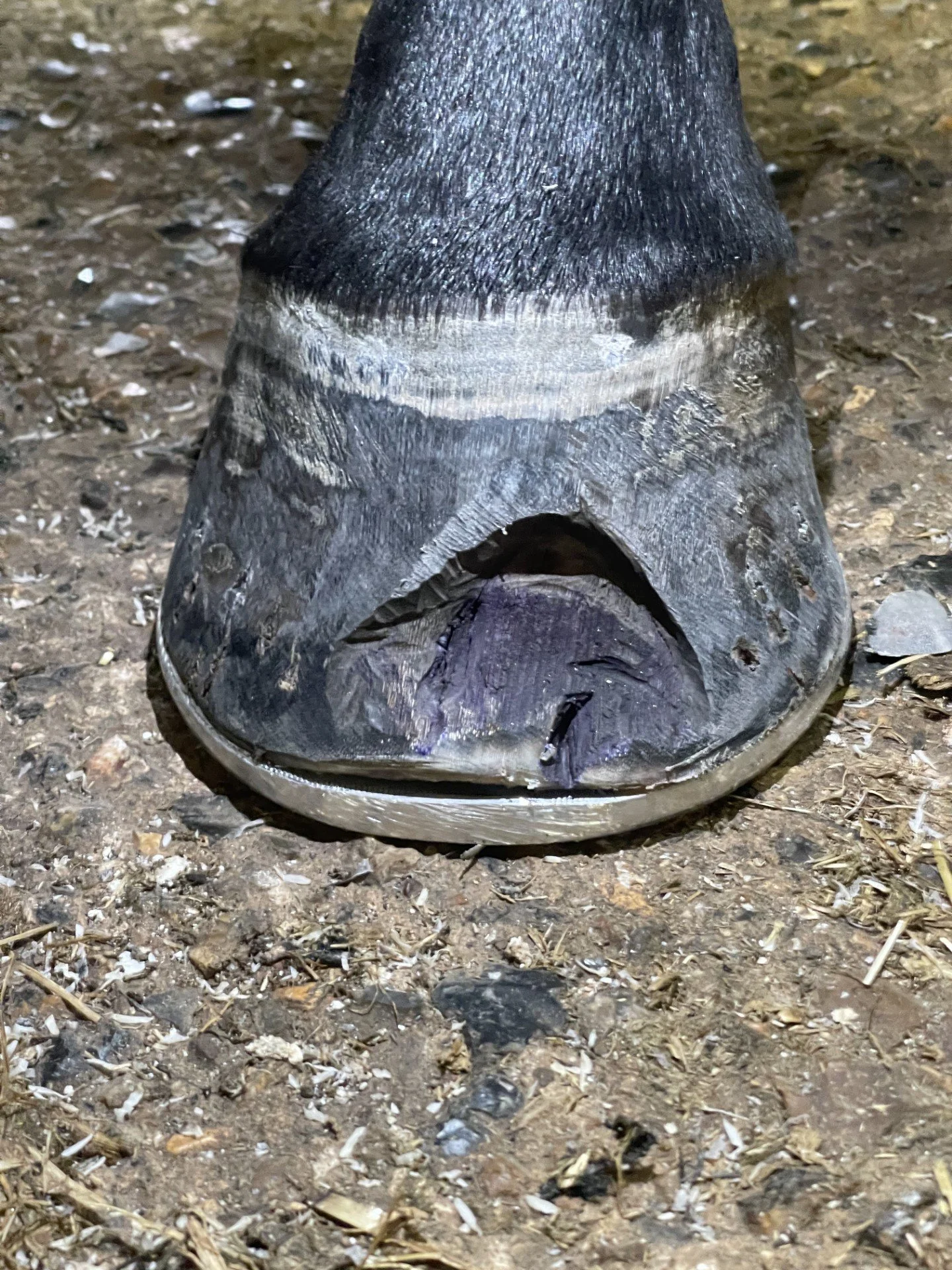 Farrier seedy toe 6.jpg